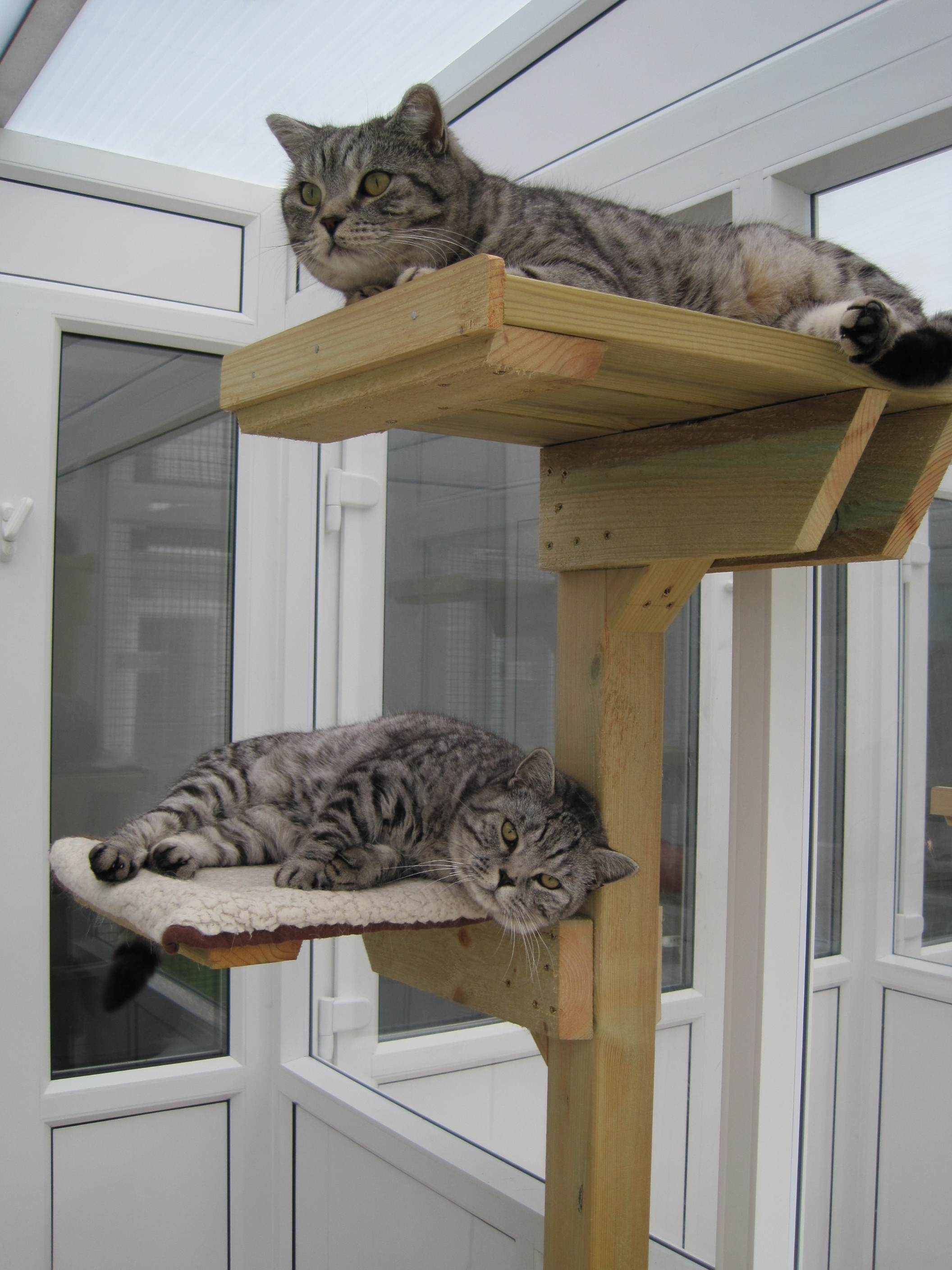 Cattery Guests